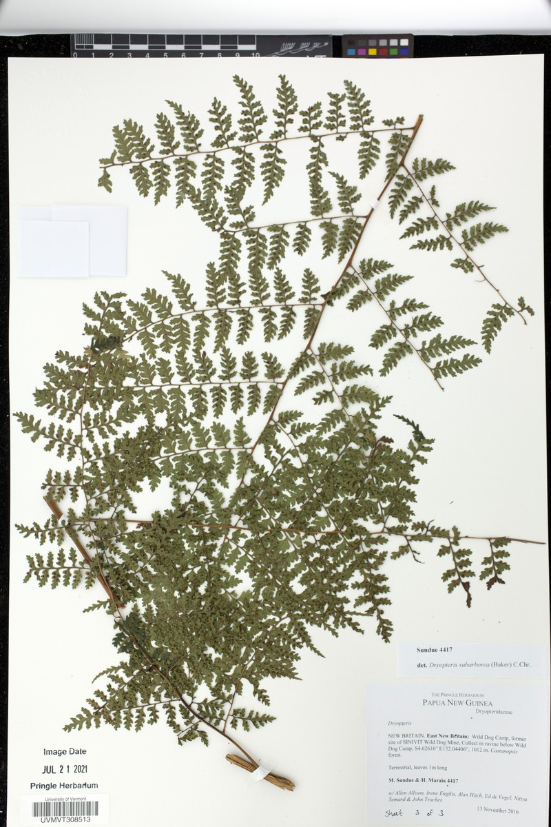 Dryopteris subarborea photo 6