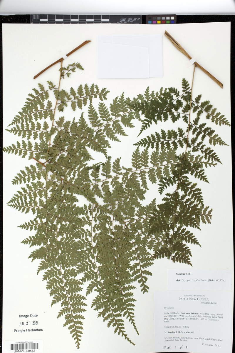 Dryopteris subarborea photo 7
