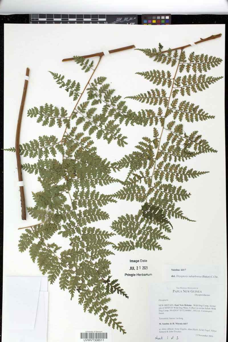 Dryopteris subarborea photo 8