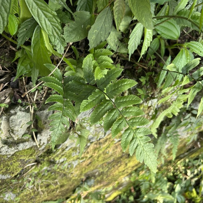 Dryopteris subatrata