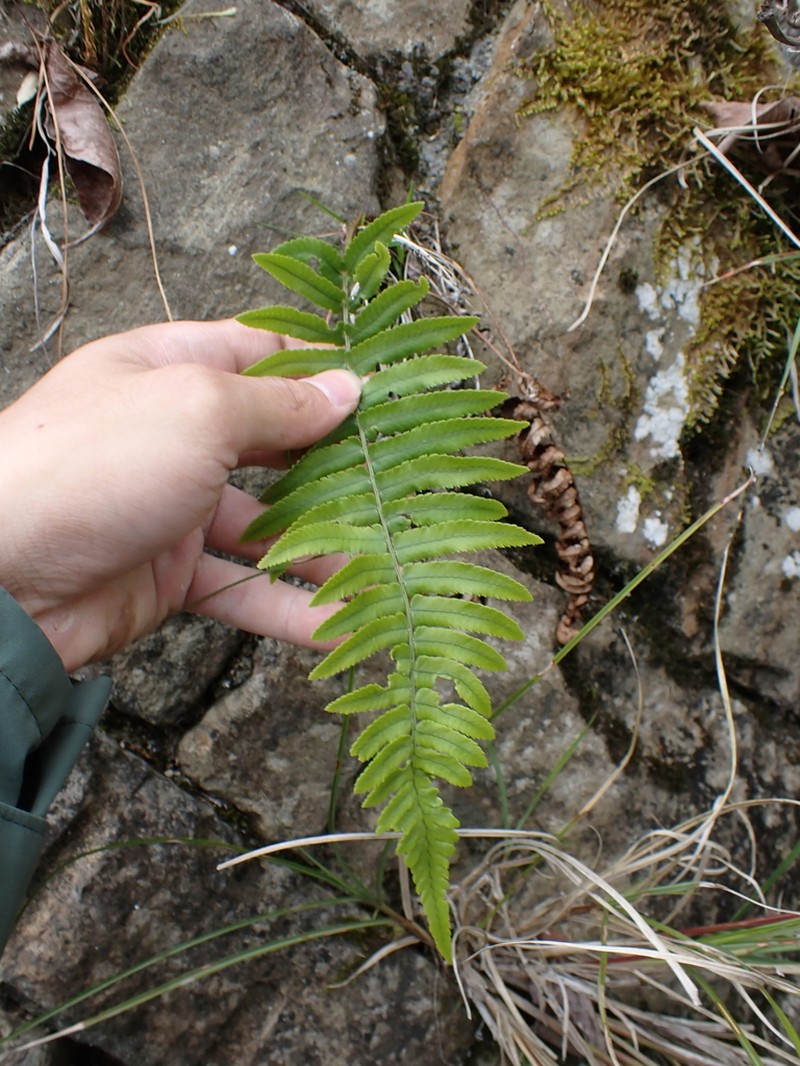 Dryopteris subatrata photo 2