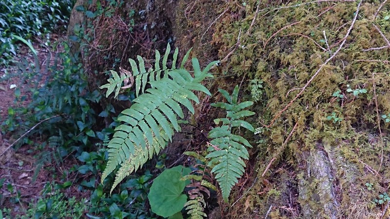 Dryopteris subatrata photo 3