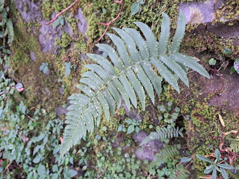 Dryopteris subatrata photo 4