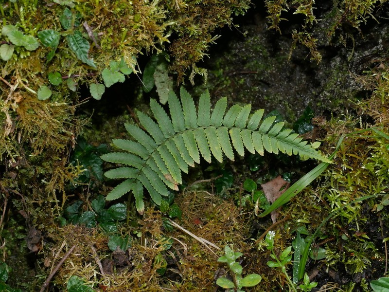 Dryopteris subatrata photo 5