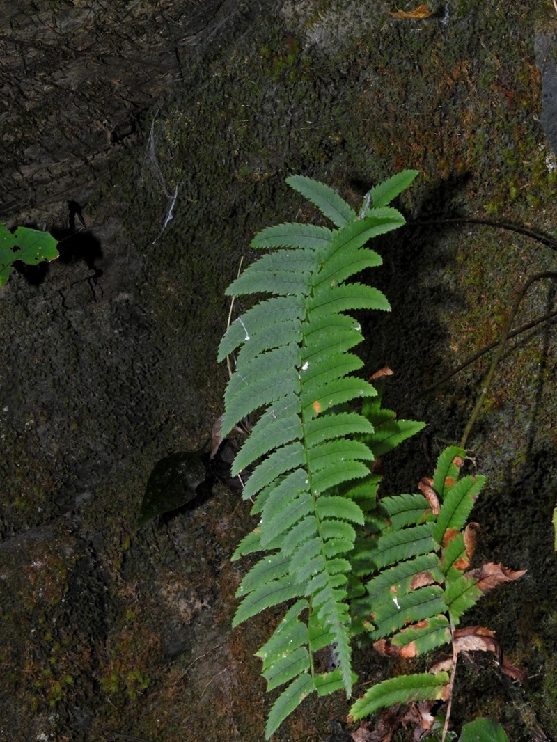 Dryopteris subatrata photo 6