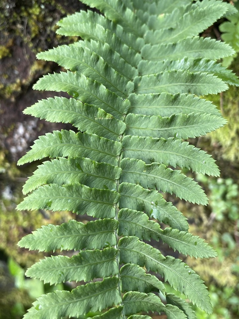 Dryopteris subatrata photo 7