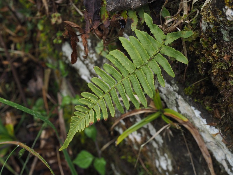 Dryopteris subatrata photo 8