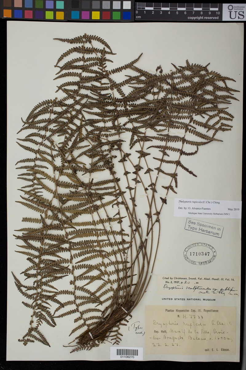 Ainahou Valley Woodfern