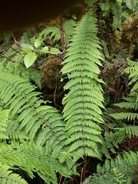 Ainahou Valley Woodfern