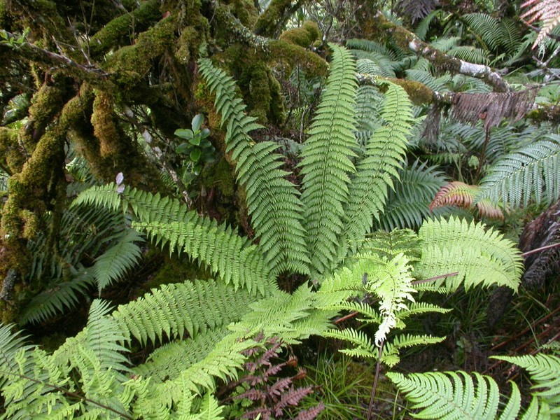 Ainahou Valley Woodfern photo 2