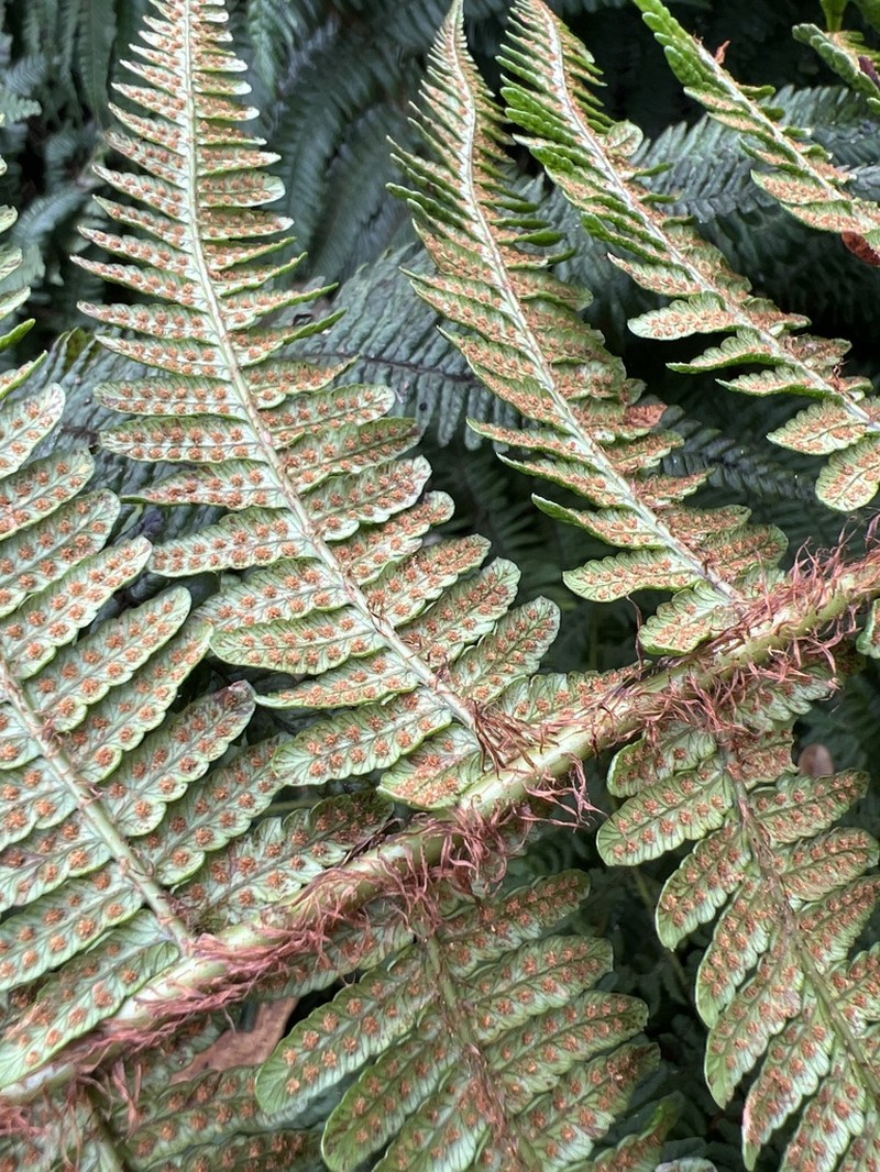 Ainahou Valley Woodfern photo 3