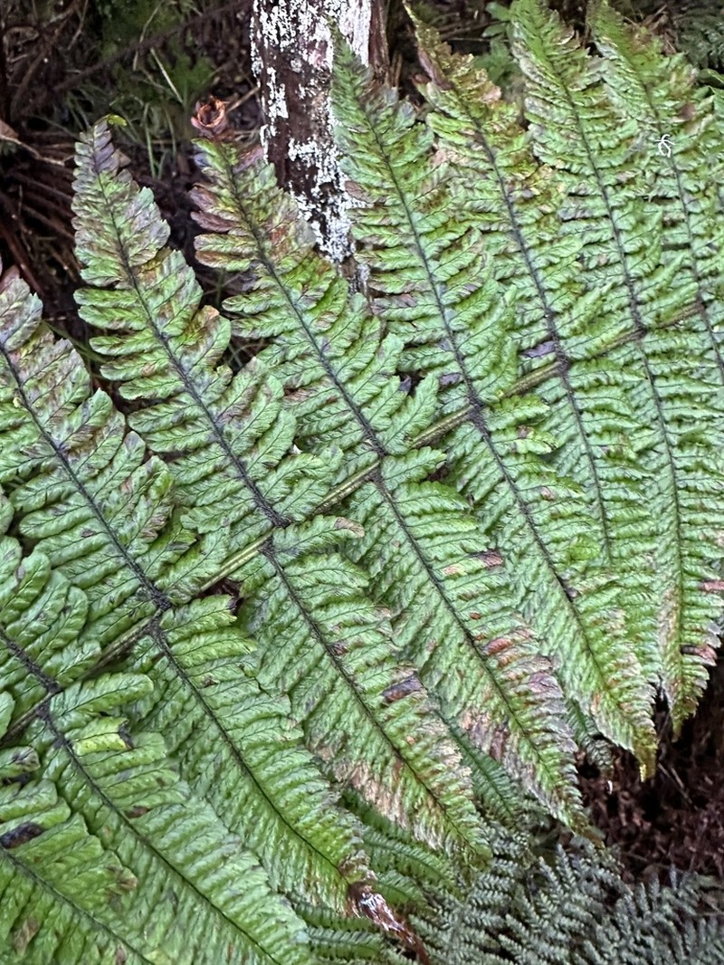 Ainahou Valley Woodfern photo 4