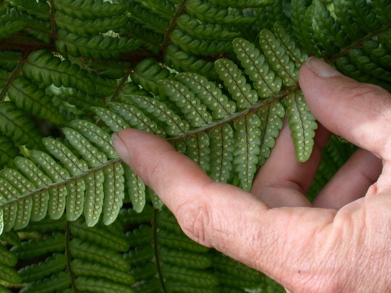 Ainahou Valley Woodfern photo 5