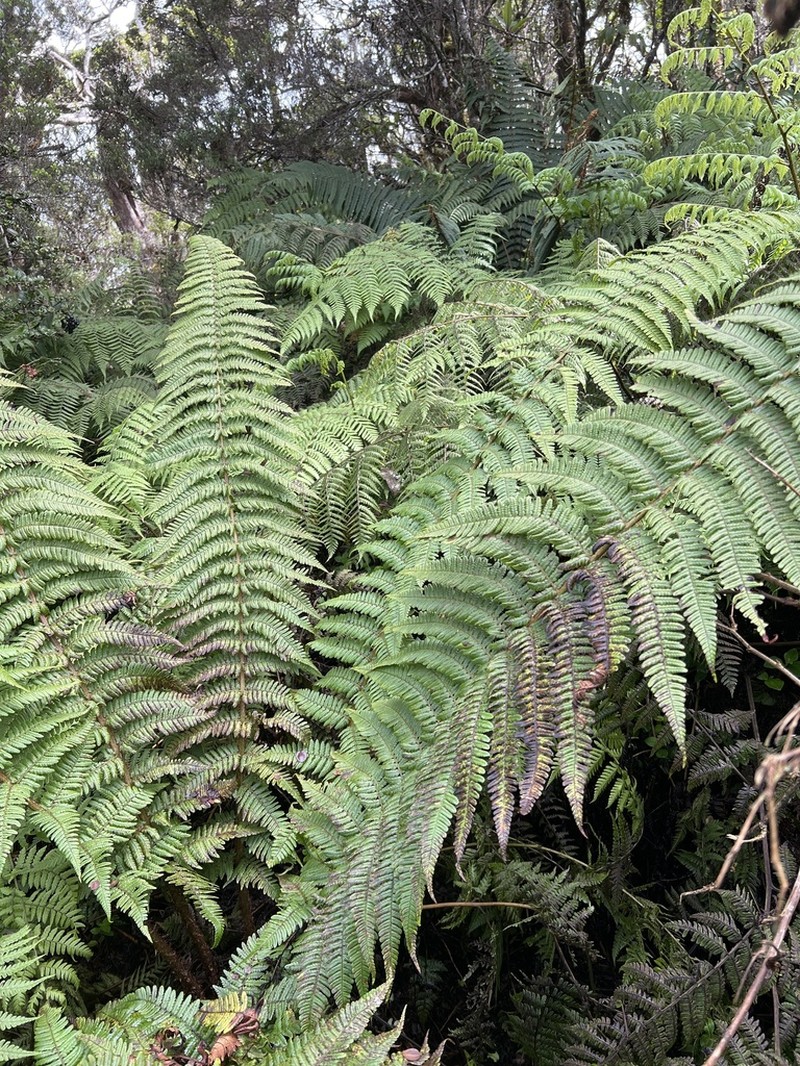 Ainahou Valley Woodfern photo 6