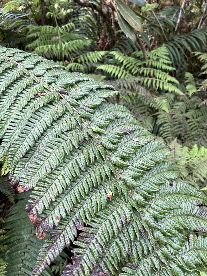 Ainahou Valley Woodfern photo 7