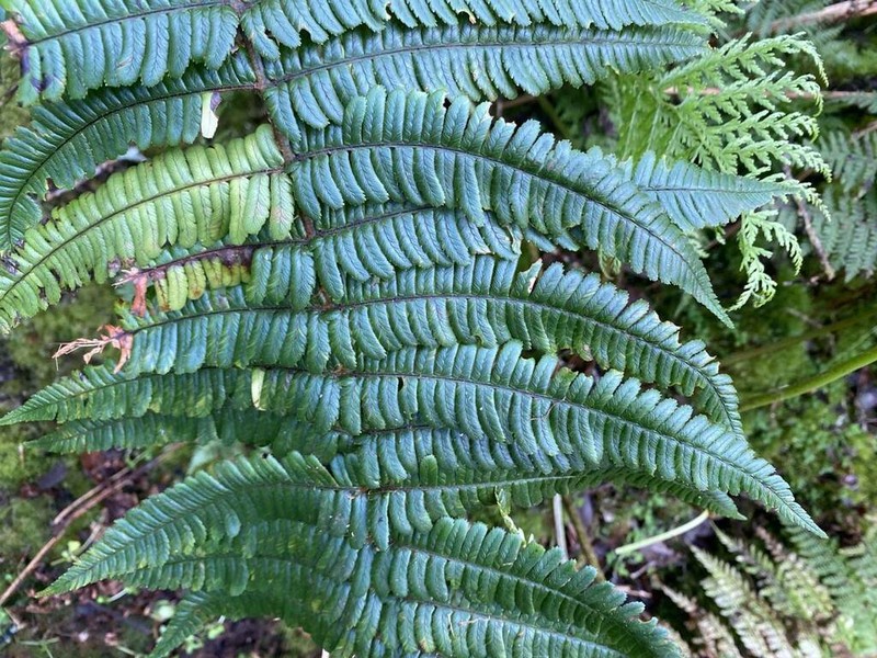 Ainahou Valley Woodfern photo 8
