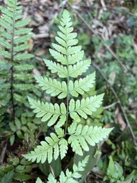 Dryopteris subexaltata