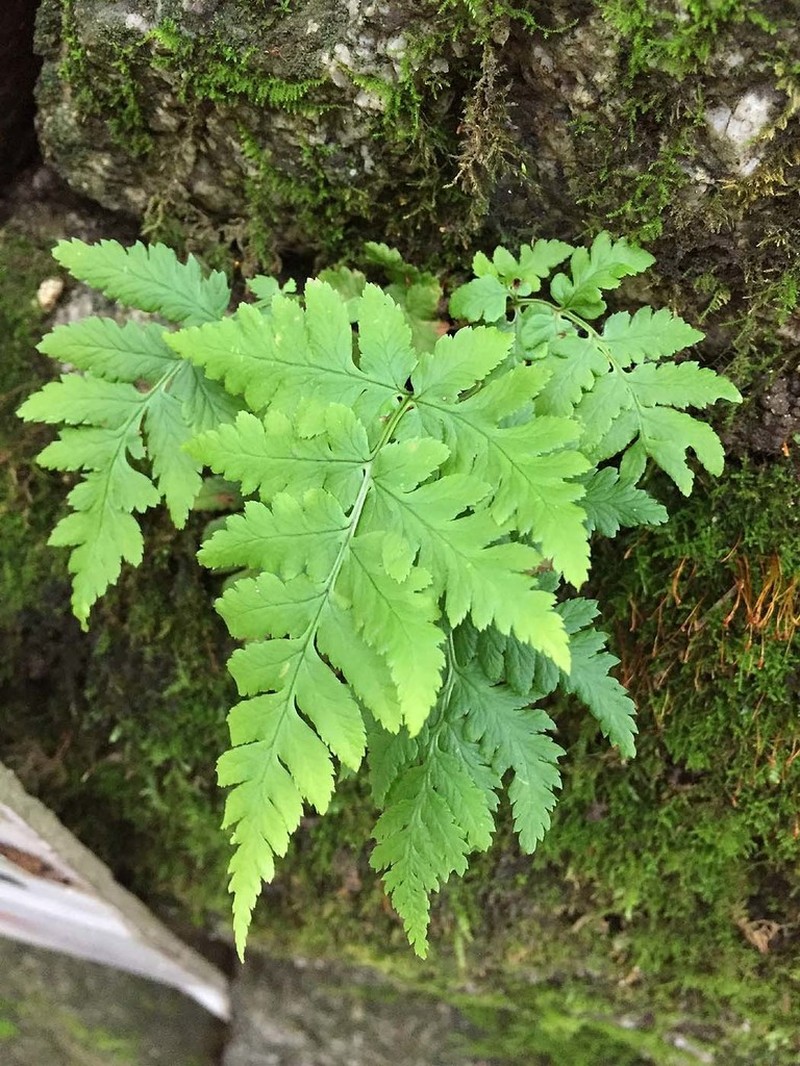 Dryopteris subexaltata photo 2