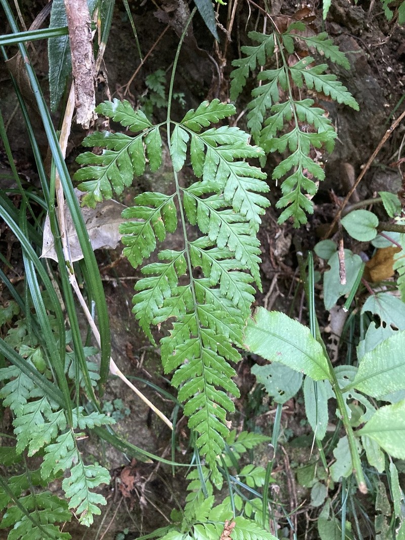 Dryopteris subexaltata photo 3