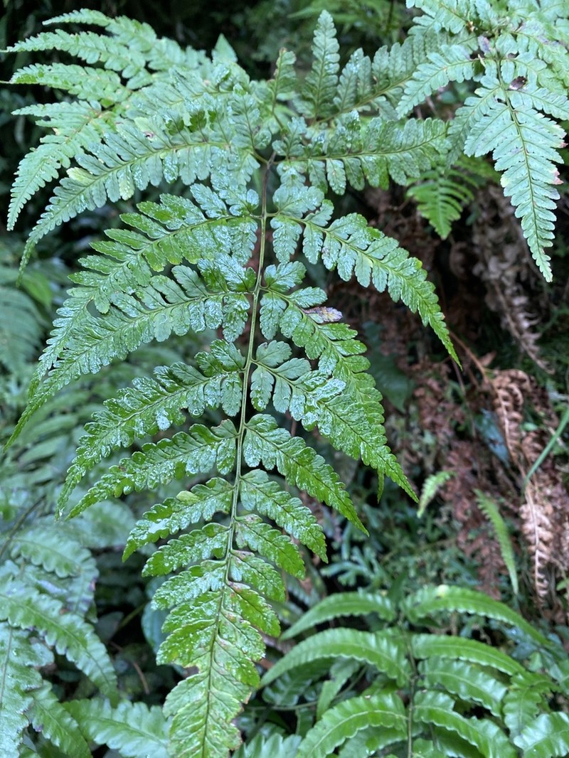Dryopteris subexaltata photo 4