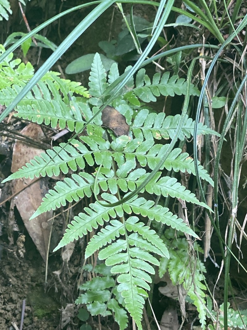 Dryopteris subexaltata photo 5