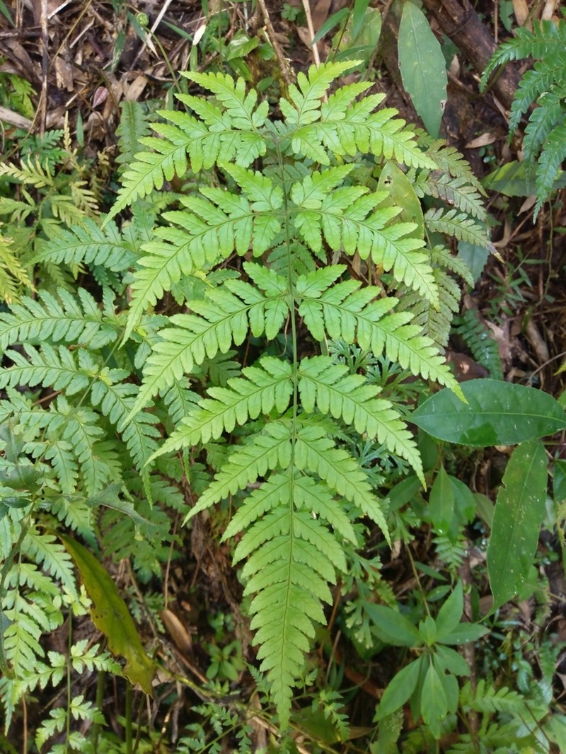 Dryopteris subexaltata photo 6