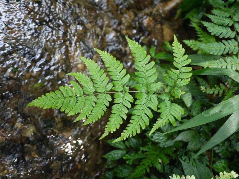 Dryopteris subexaltata photo 7