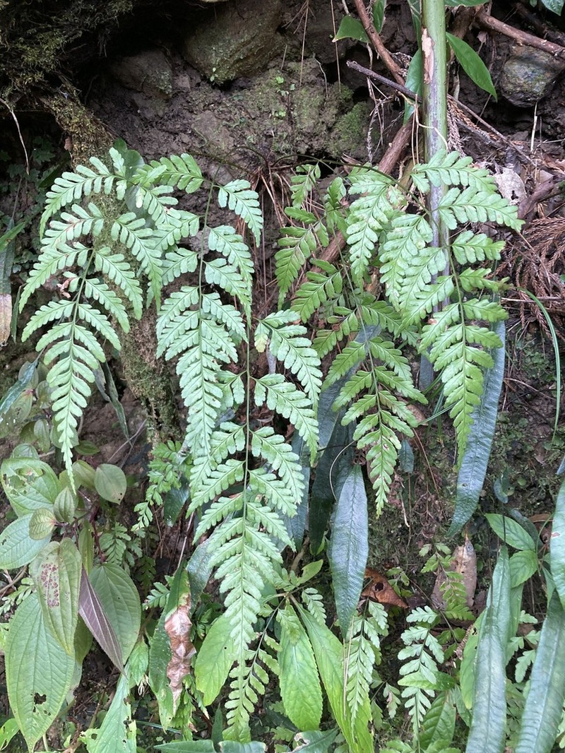 Dryopteris subexaltata photo 8