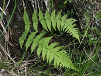 Dryopteris sublacera