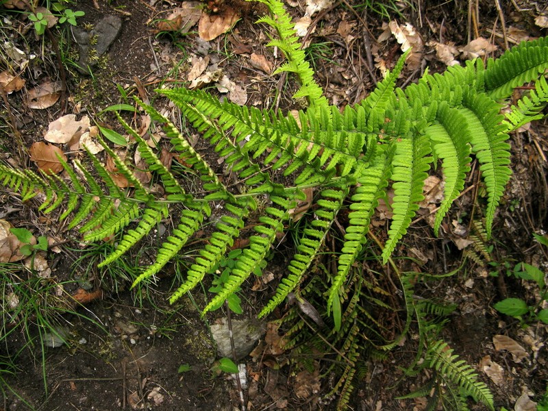 Dryopteris sublacera photo 2