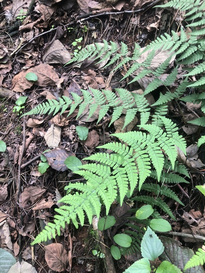 Dryopteris sublacera photo 3
