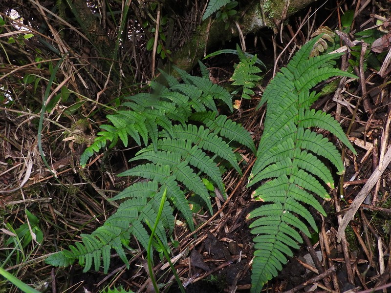 Dryopteris sublacera photo 4
