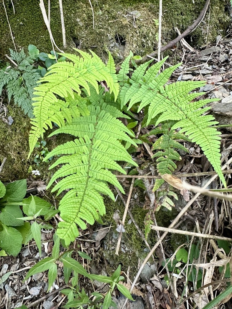 Dryopteris sublacera photo 5