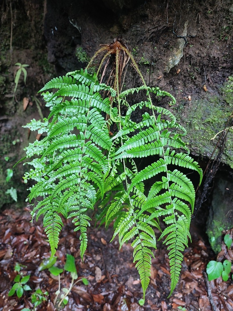 Dryopteris sublacera photo 6