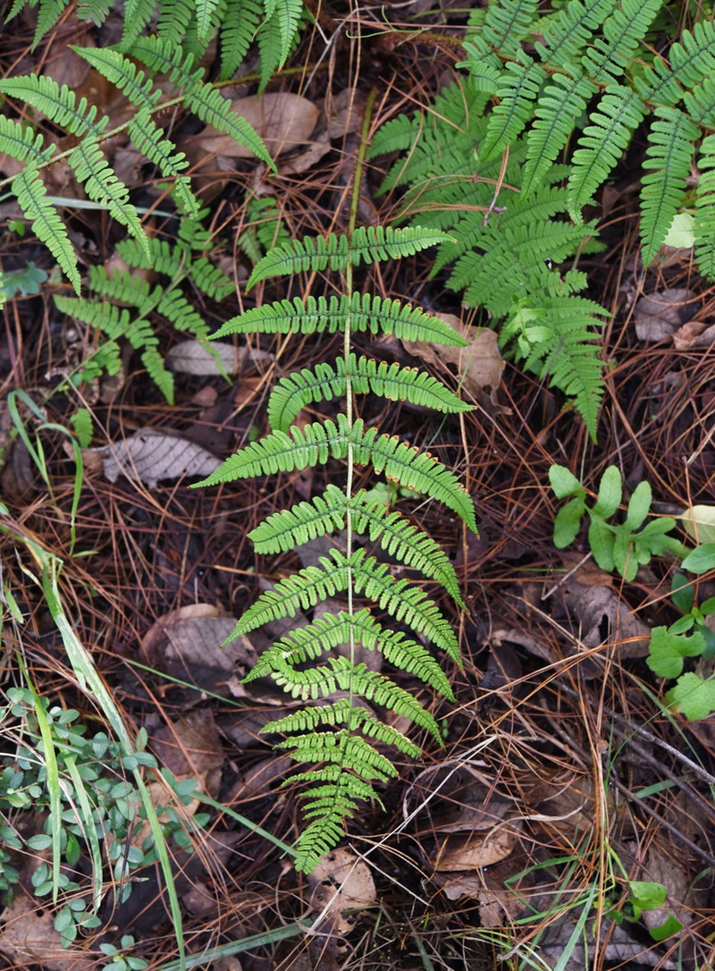 Dryopteris sublacera photo 7