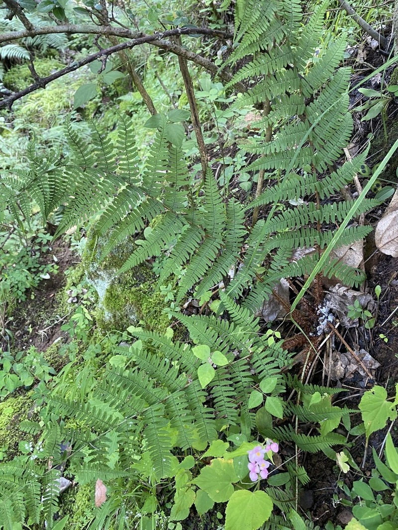 Dryopteris sublacera photo 8