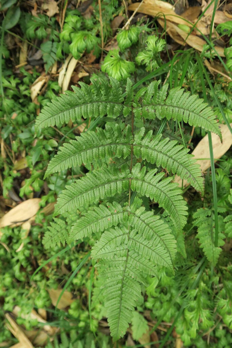 Dryopteris submarginata