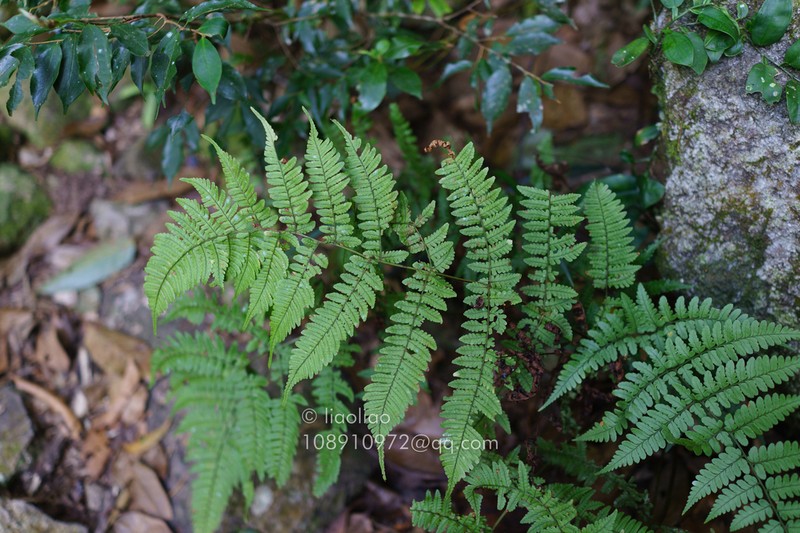Dryopteris submarginata photo 2