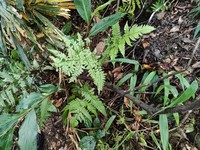Dryopteris subtriangularis