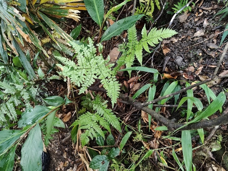 Dryopteris subtriangularis