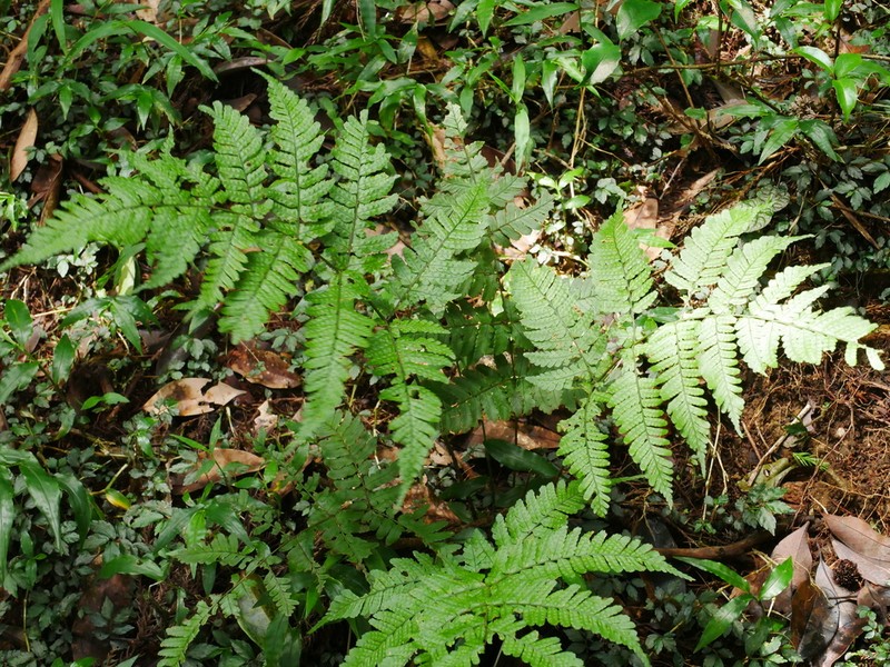 Dryopteris subtriangularis photo 2