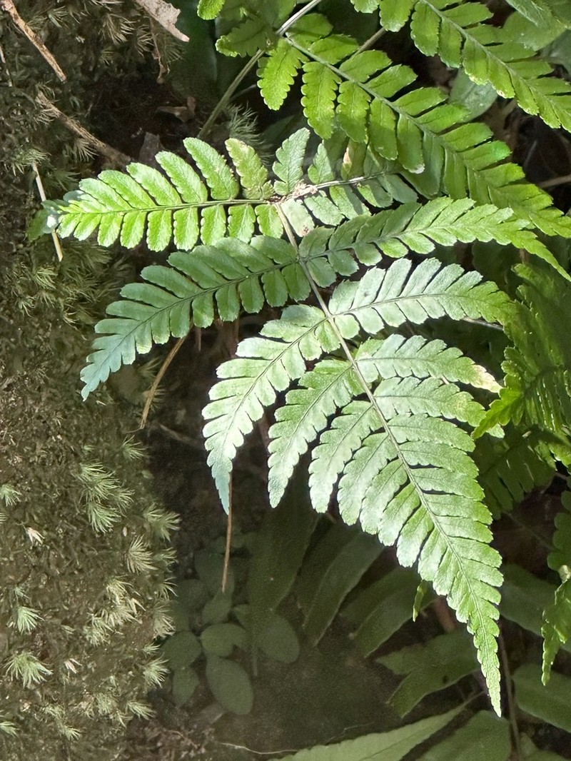 Dryopteris subtriangularis photo 3