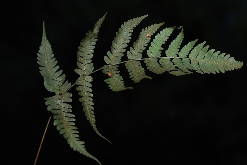 Dryopteris subtriangularis photo 4