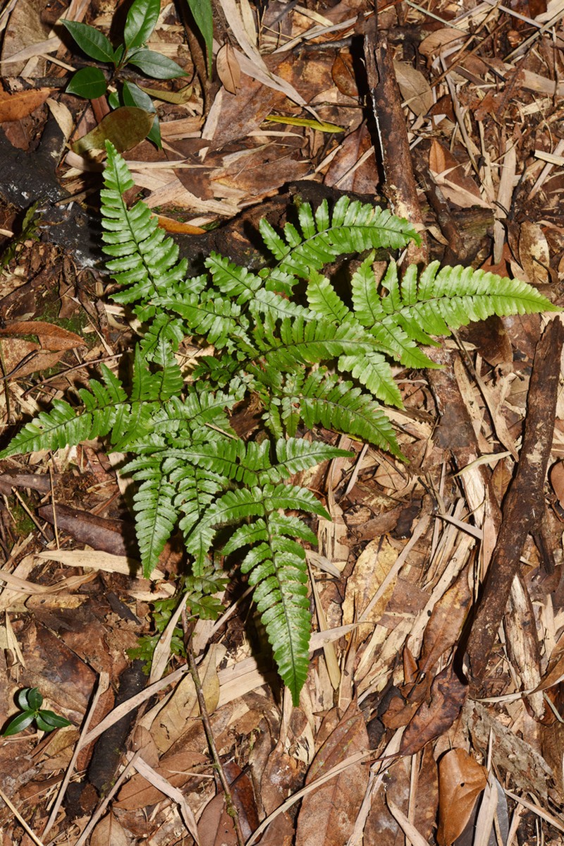 Dryopteris subtriangularis photo 5