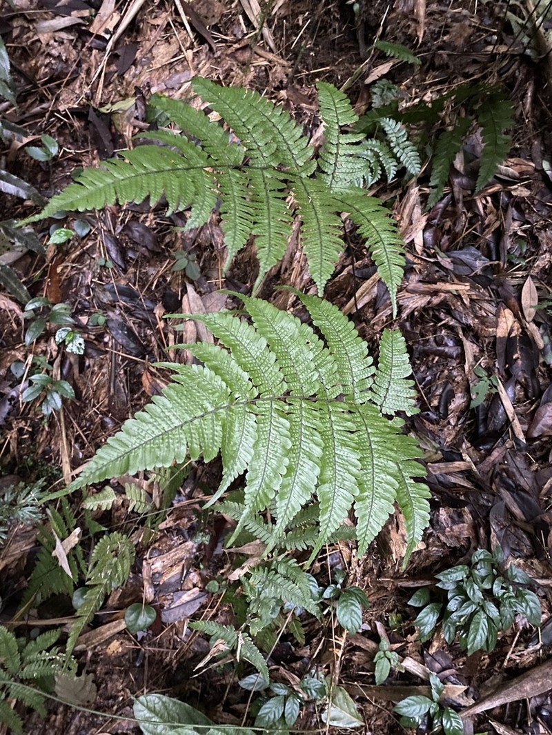 Dryopteris subtriangularis photo 6