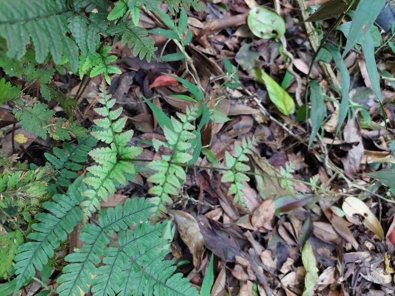 Dryopteris subtriangularis photo 7