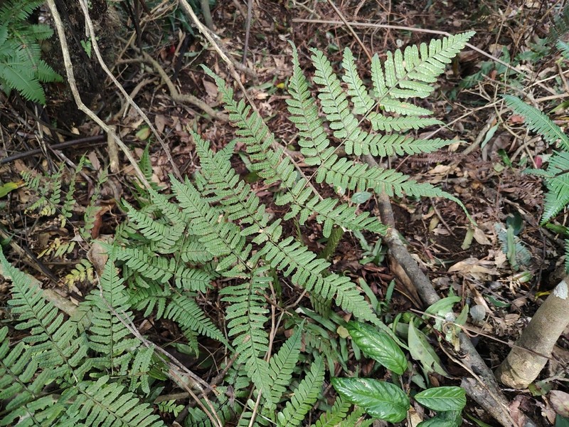 Dryopteris subtriangularis photo 8