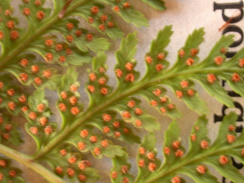 Dryopteris sweetiorum photo 3