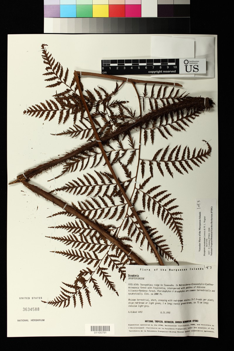 Dryopteris sweetiorum