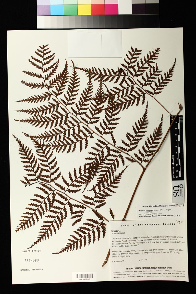 Dryopteris sweetiorum photo 4